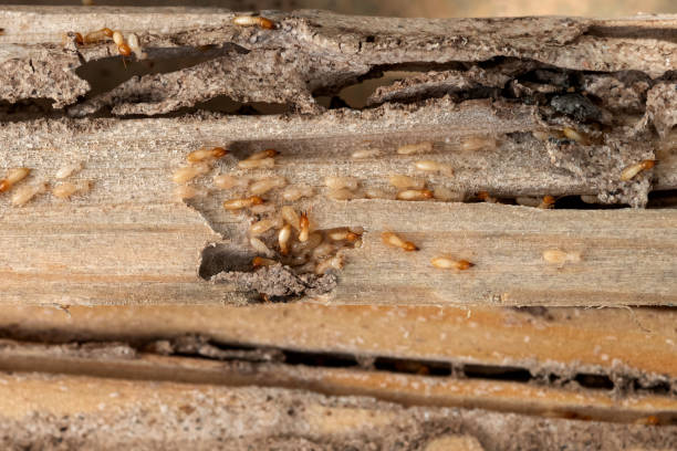 Best Wildlife Control Services  in Arcade, GA