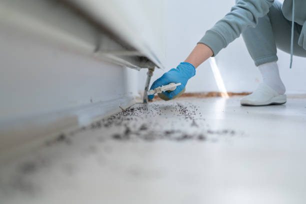 Best Affordable Pest Control Services  in Arcade, GA