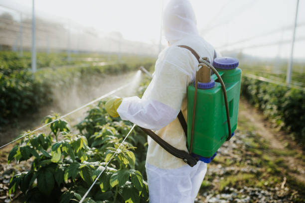 Best Termite Control Services  in Arcade, GA
